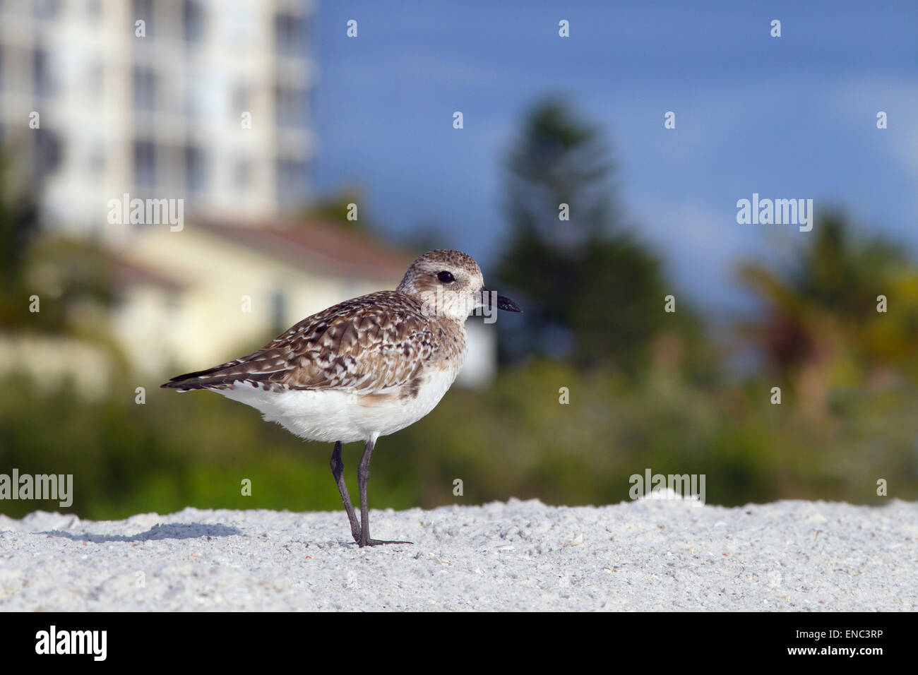 Grey Plover Pluvialis Squatarola Fütterung auf Vorland Florida Gulf Coast USA. Hotels im Hintergrund Stockfoto