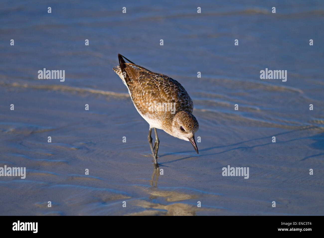 Grey Plover Pluvialis Squatarola Fütterung auf Vorland Florida Gulf Coast USA Stockfoto