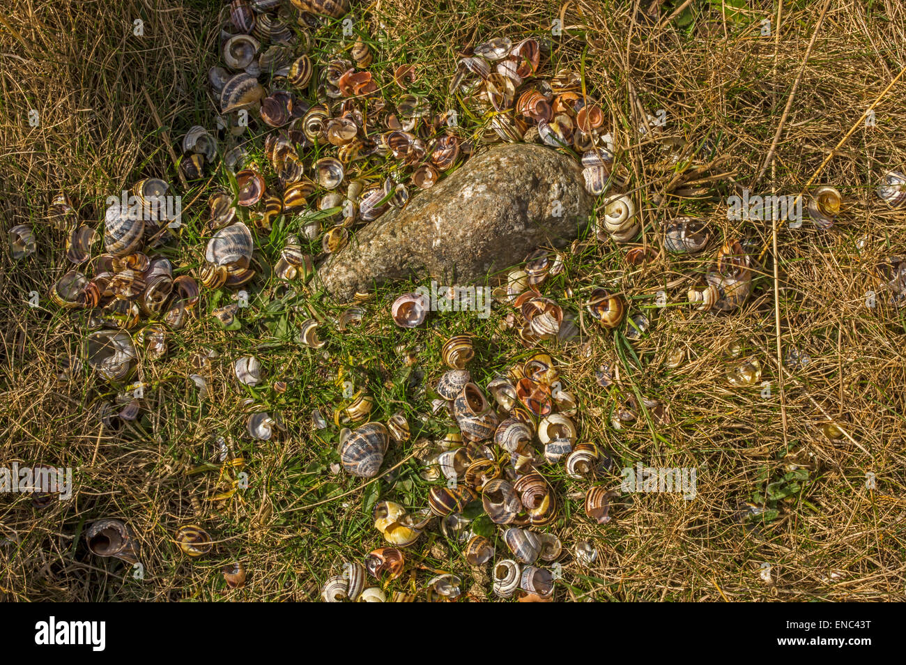 Soor Amboss. Eine Singdrossel ein Stein verwendet hat offene Schnecken für Nahrung zu brechen. Stockfoto