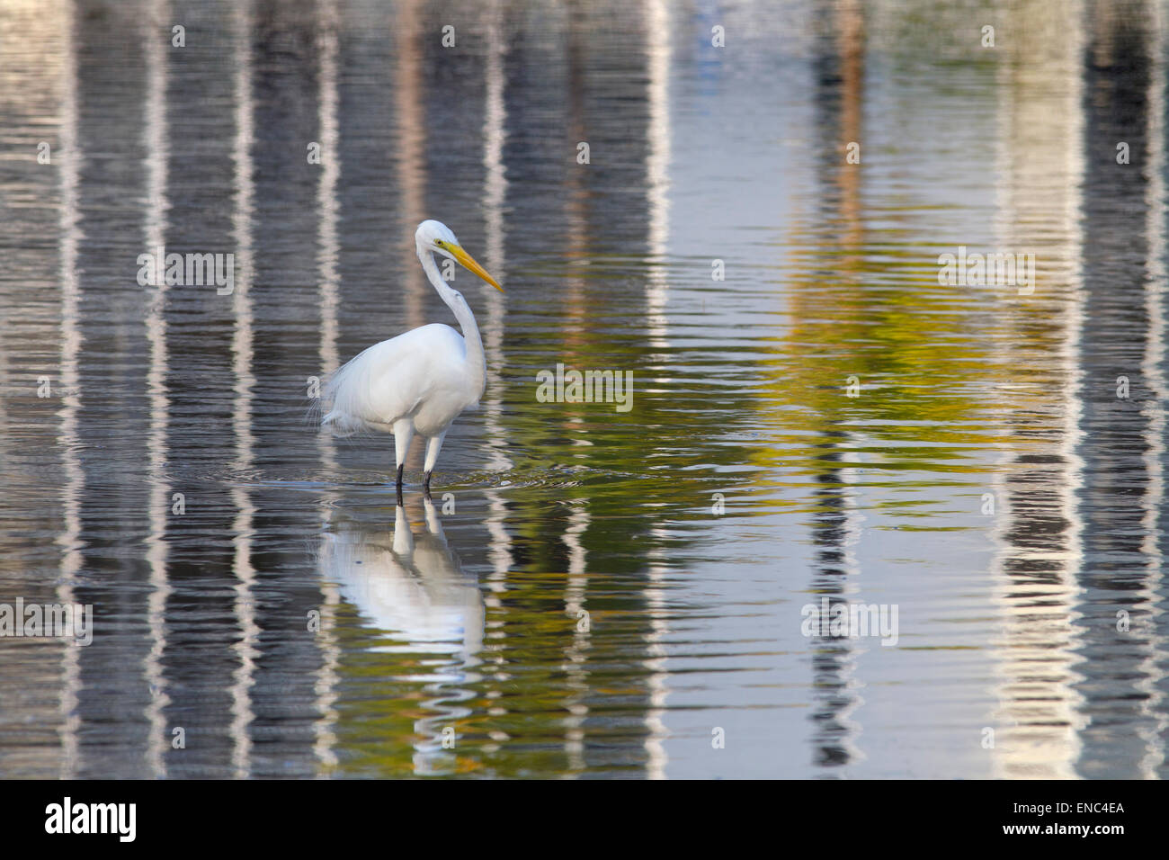 Silberreiher Casmerodius Alba in der Lagune mit Resort Hotels wider Fort Myers Beach, Florida USA Stockfoto