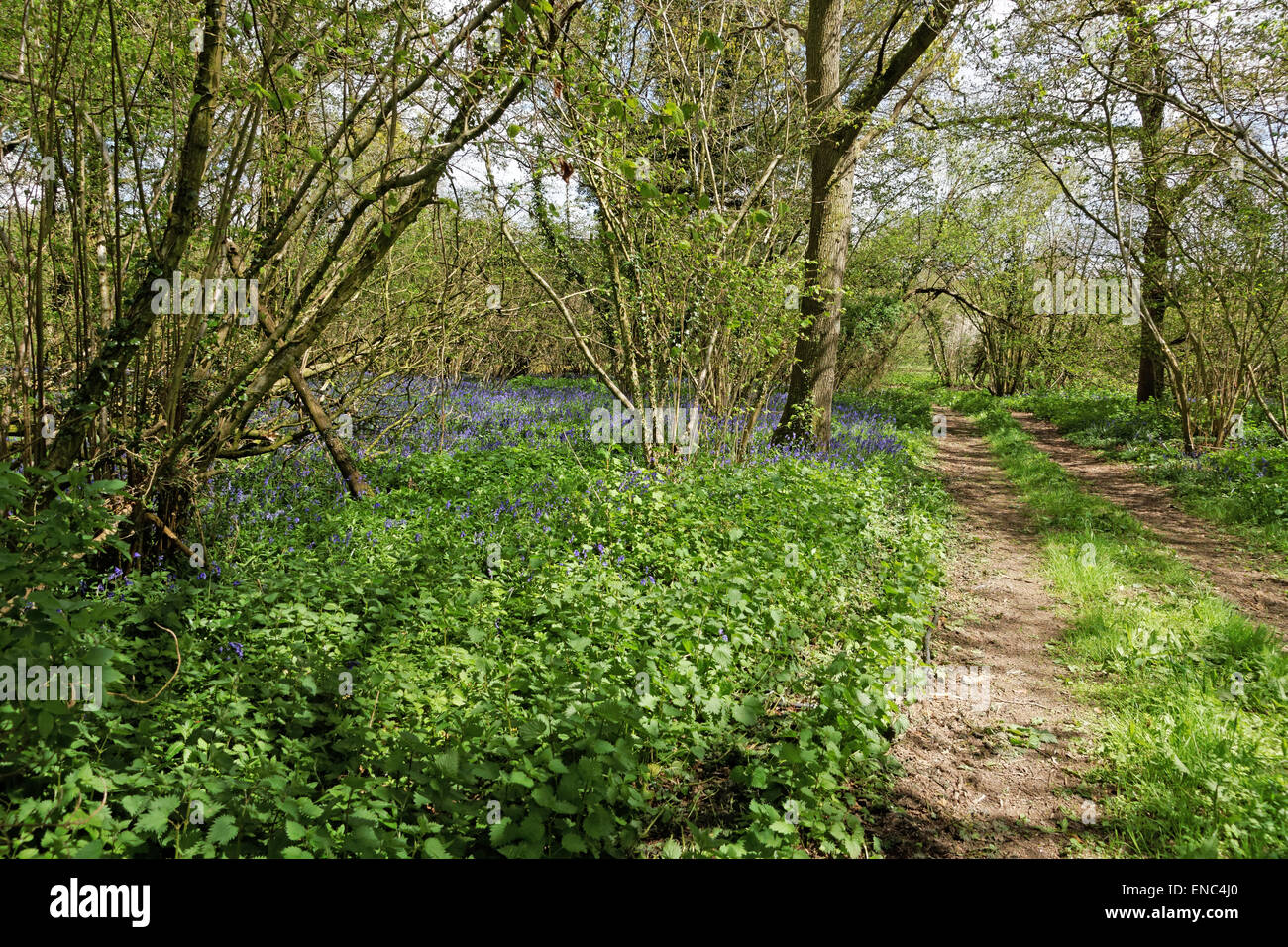 Bluebell Holz bei kimpton Hampshire england Stockfoto