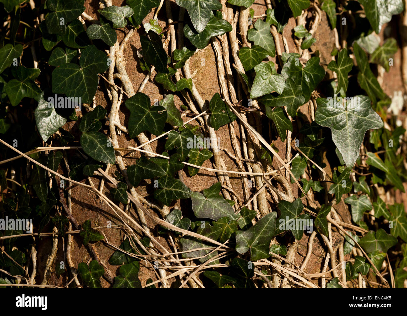 Ivy stammt und Blätter wachsen an einem Baumstamm Stockfoto