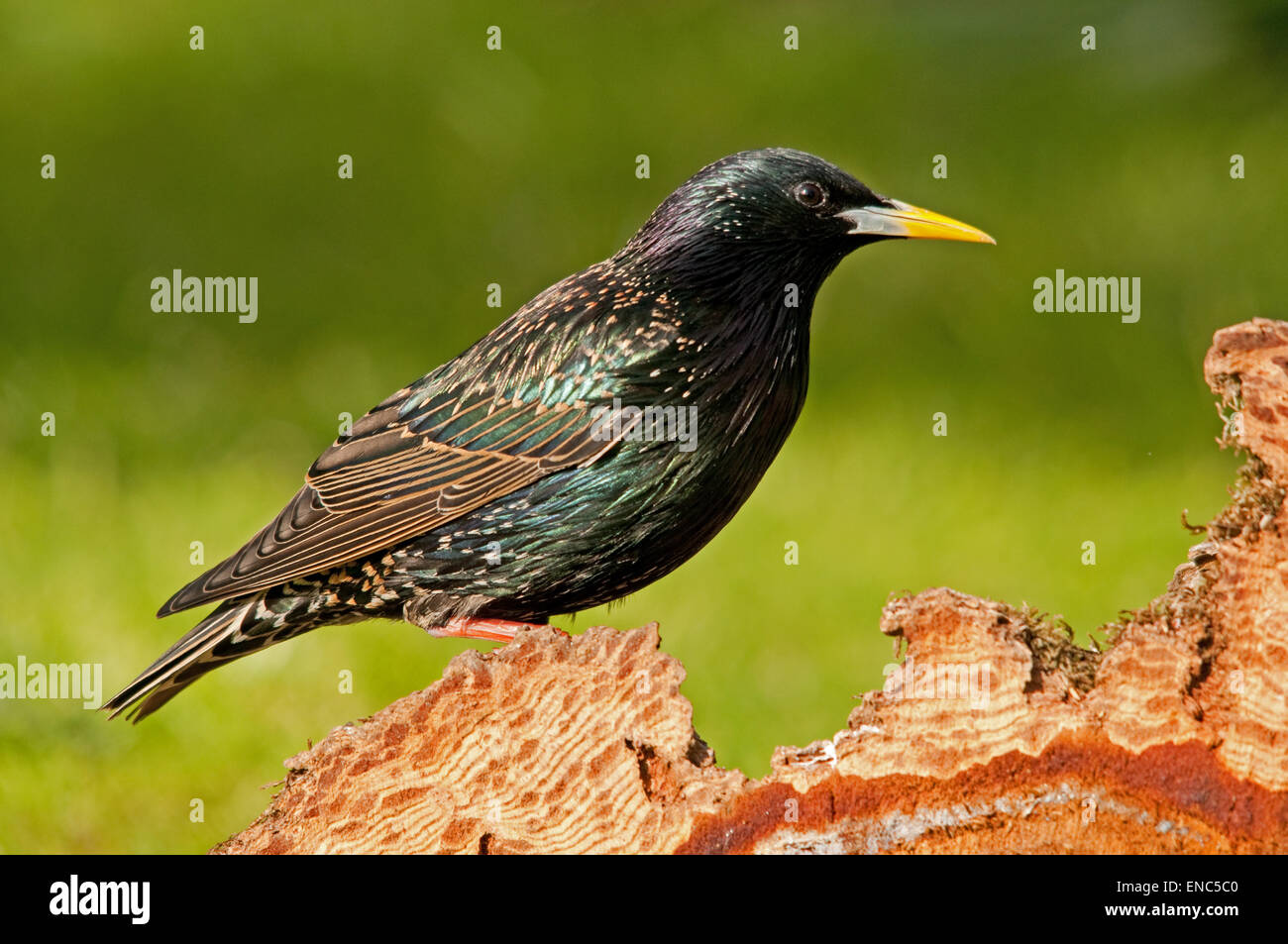 Starling auf Futtersuche auf einem gefällten Kiefer Baumstumpf Stockfoto