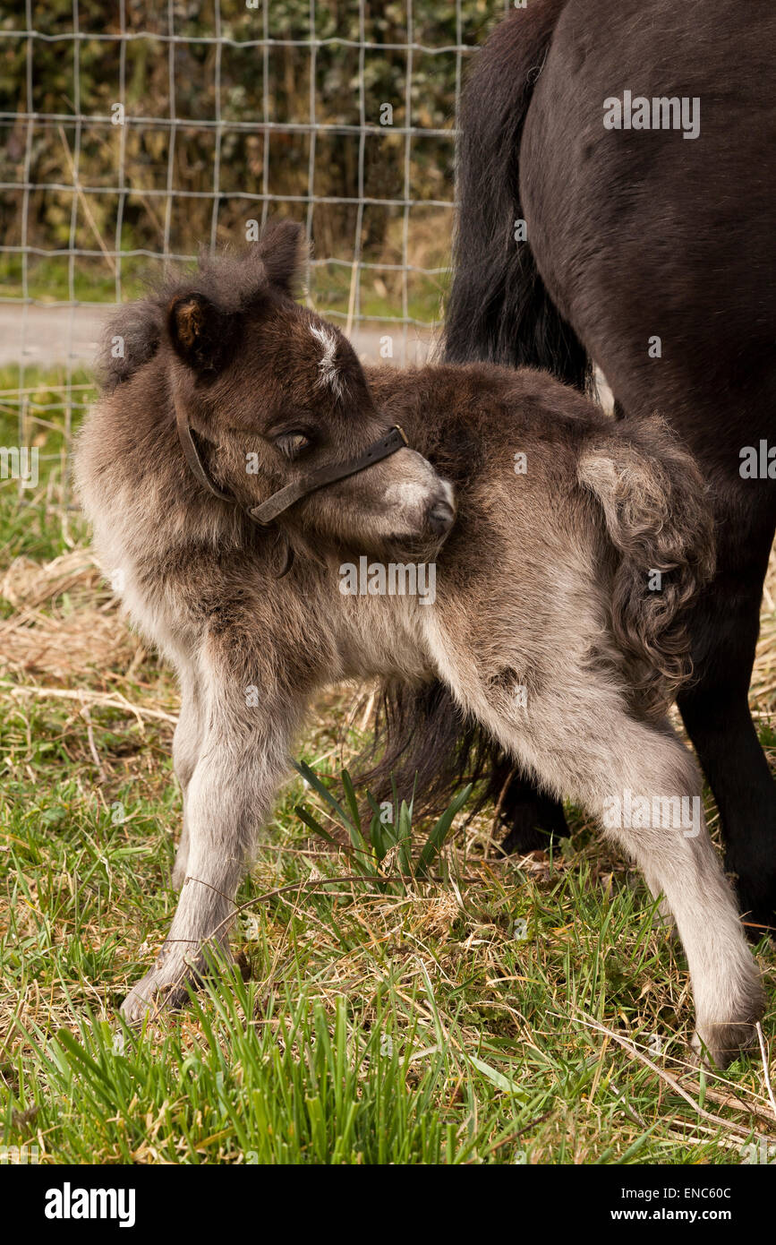 Eine Woche alte Shetland Fohlen Kratzen seiner Flanke Stockfoto