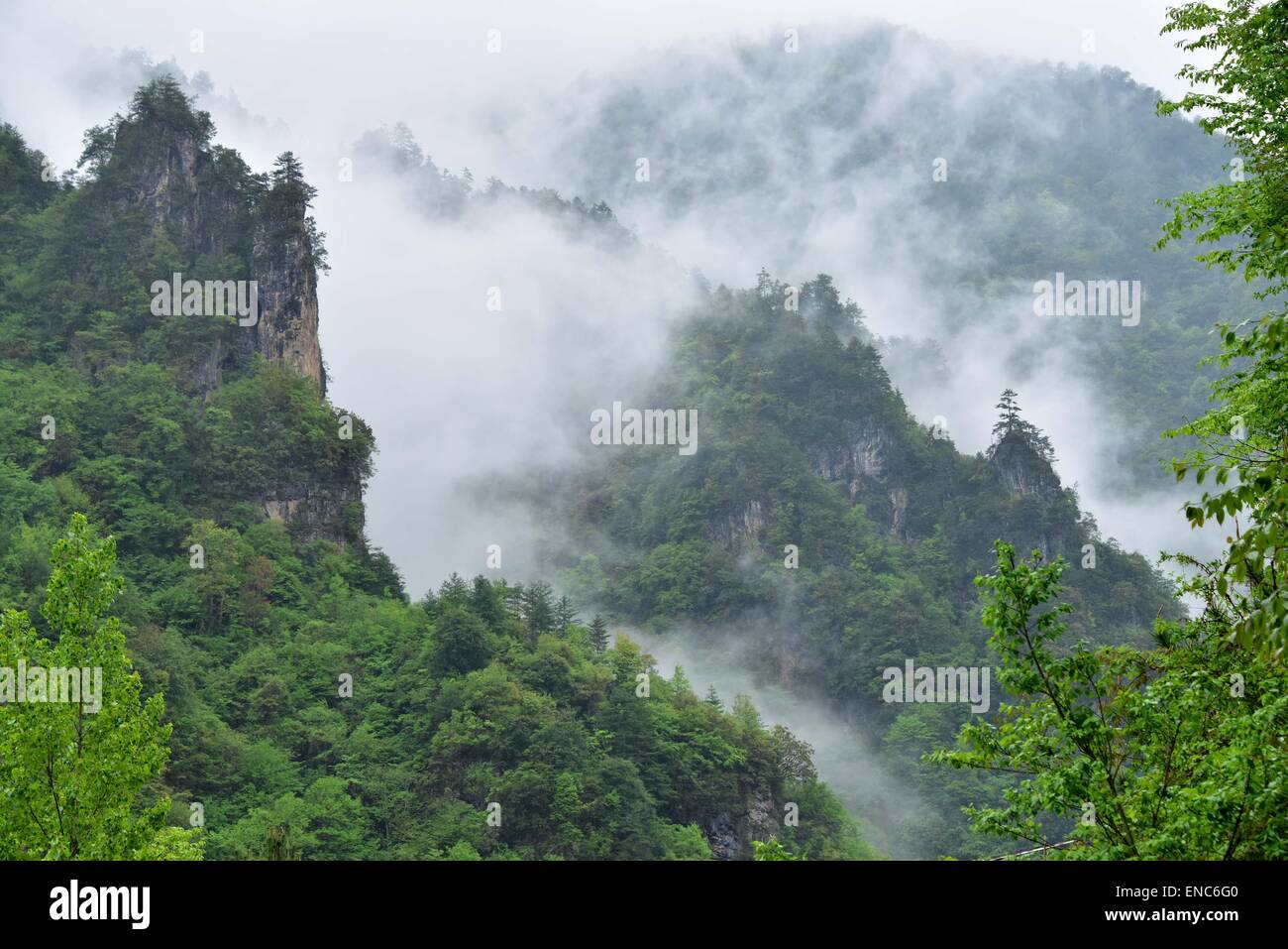 Shennongjia. 1. Mai 2015. Foto aufgenommen am 1. Mai 2015 zeigt die Landschaft des Bezirks Shennongjia Forstwirtschaft der zentralen chinesischen Provinz Hubei. Shennongjia ist berühmt für seine nationale Naturreservat und Feuchtgebieten sowie hohen Pflanzenvielfalt. Shennongding, ist mit einer Höhe von 3105,4 Metern der höchste Berg in Zentralchina. © Du Huaju/Xinhua/Alamy Live-Nachrichten Stockfoto