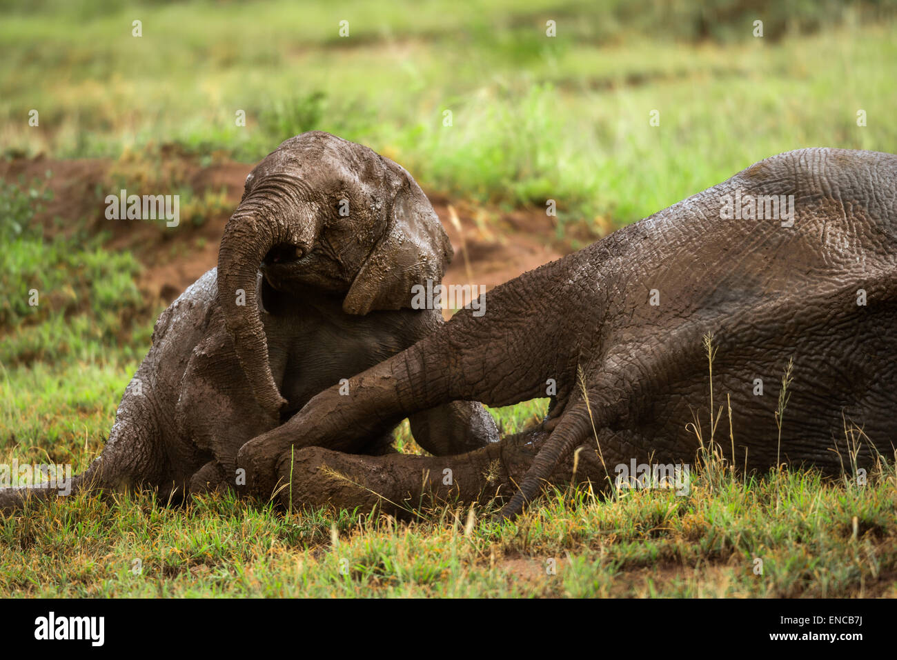 Junger Elefant spielen, Serengeti, Tansania, Afrika Stockfoto