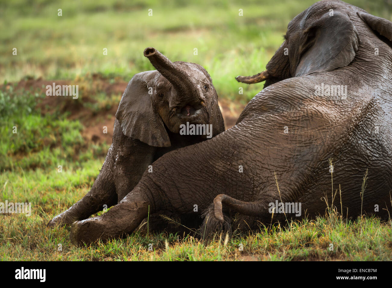 Junger Elefant spielen, Serengeti, Tansania, Afrika Stockfoto