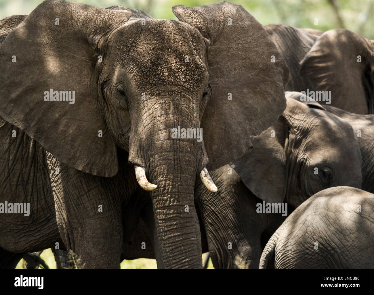 Nahaufnahme einer Herde Elefanten, Serengeti, Tansania, Afrika Stockfoto