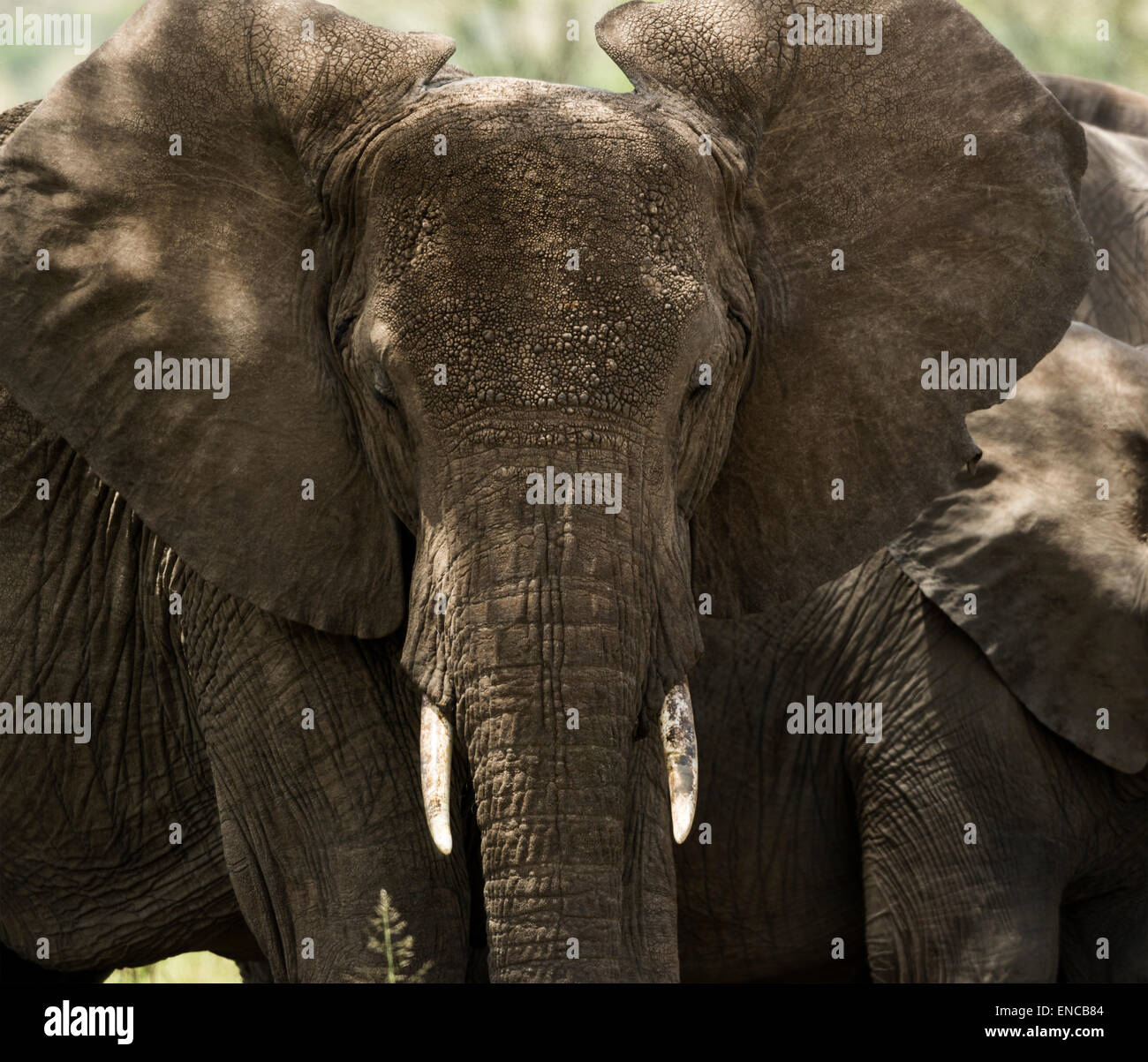 Nahaufnahme von einem Elefanten, Serengeti, Tansania, Afrika Stockfoto
