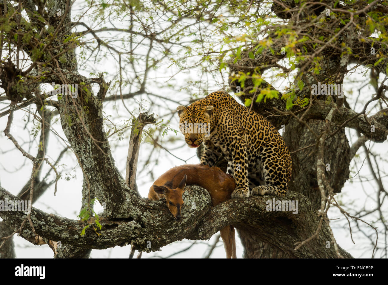 Leoparden in einem Baum mit seiner Beute, Serengeti, Tansania, Afrika Stockfoto