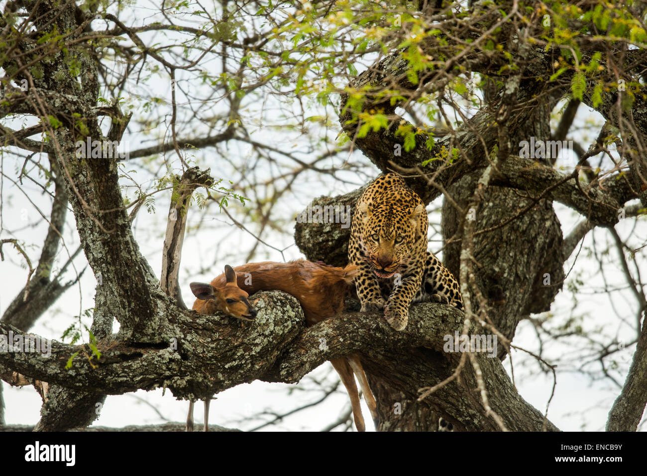 Leoparden in einem Baum mit seiner Beute, Serengeti, Tansania, Afrika Stockfoto
