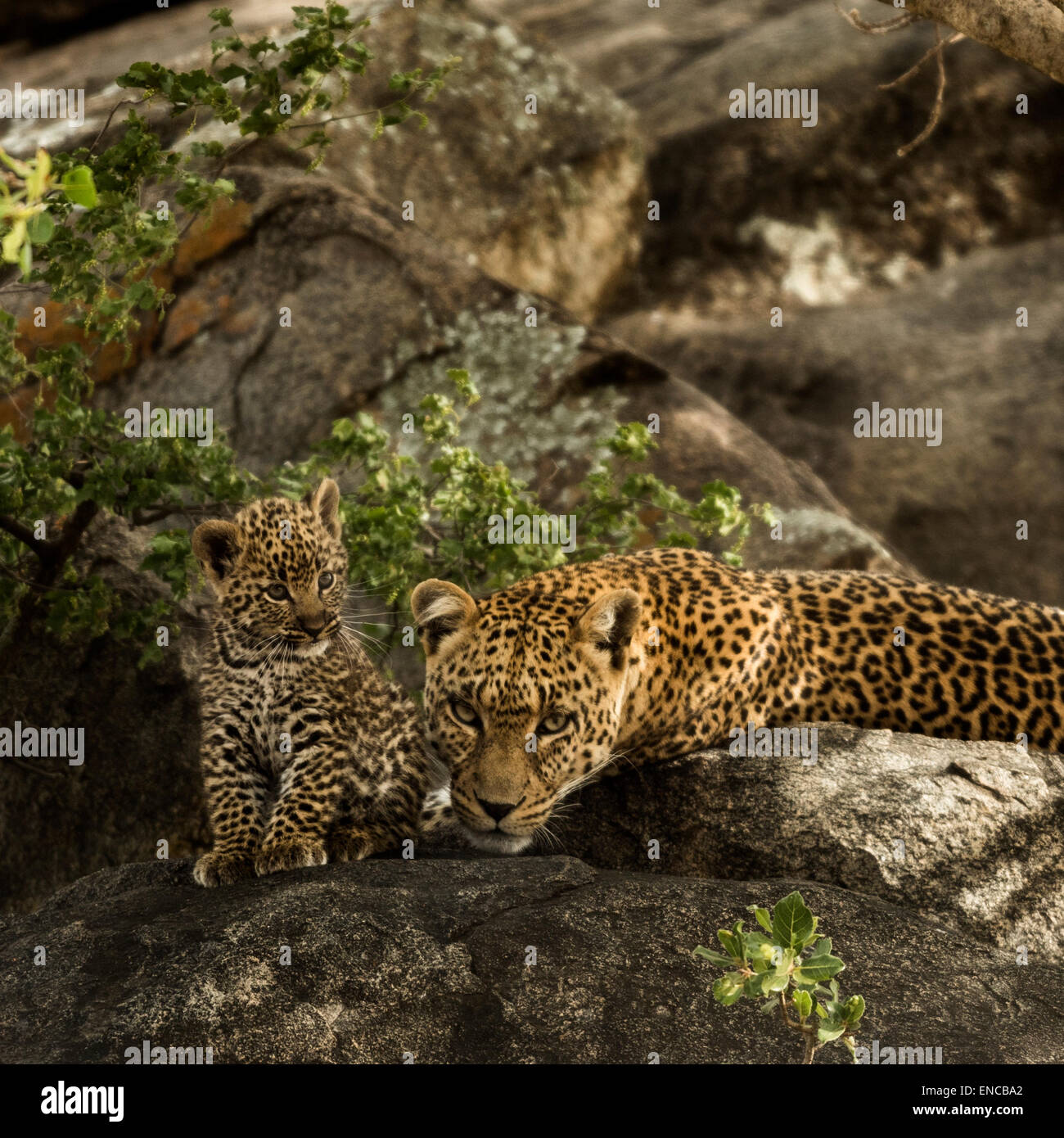 Leopard und ihre jungen ruht auf Felsen, Serengeti, Tansania, Afrika Stockfoto