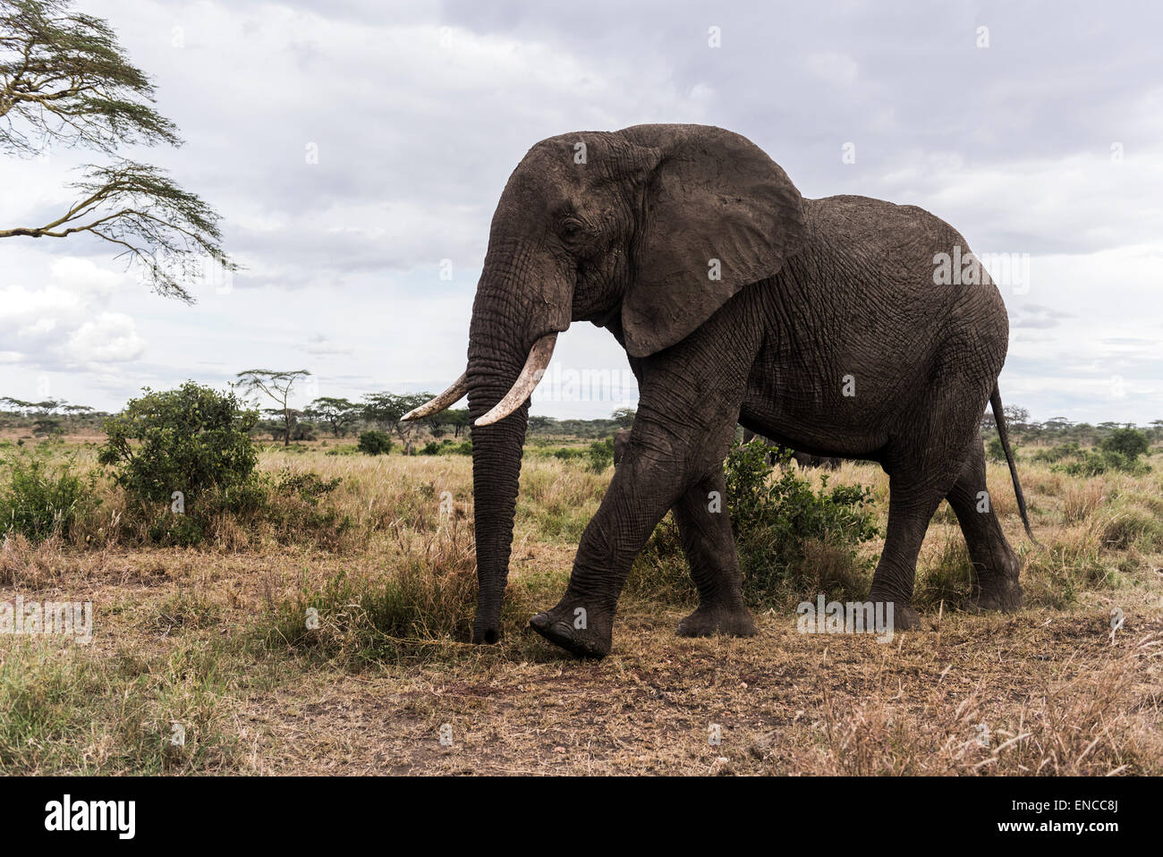 Elefanten spazieren, Serengeti, Tansania, Afrika Stockfoto