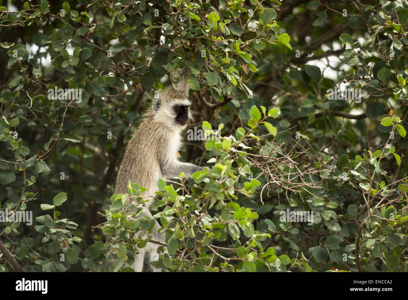 Vervet Affen, Chlorocebus Pygerythrus, in einem Baum, Serengeti, Tansania, Afrika Stockfoto