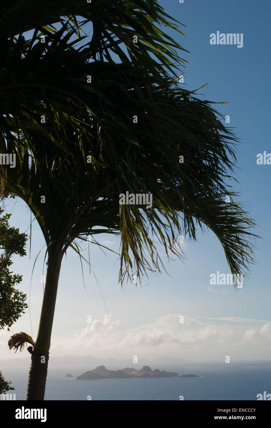 St Barth, St. Barths, Saint-Barthélemy, Antillen, Französische Antillen, Karibik: eine Palme und Chreveau Insel auf dem Hintergrund Stockfoto