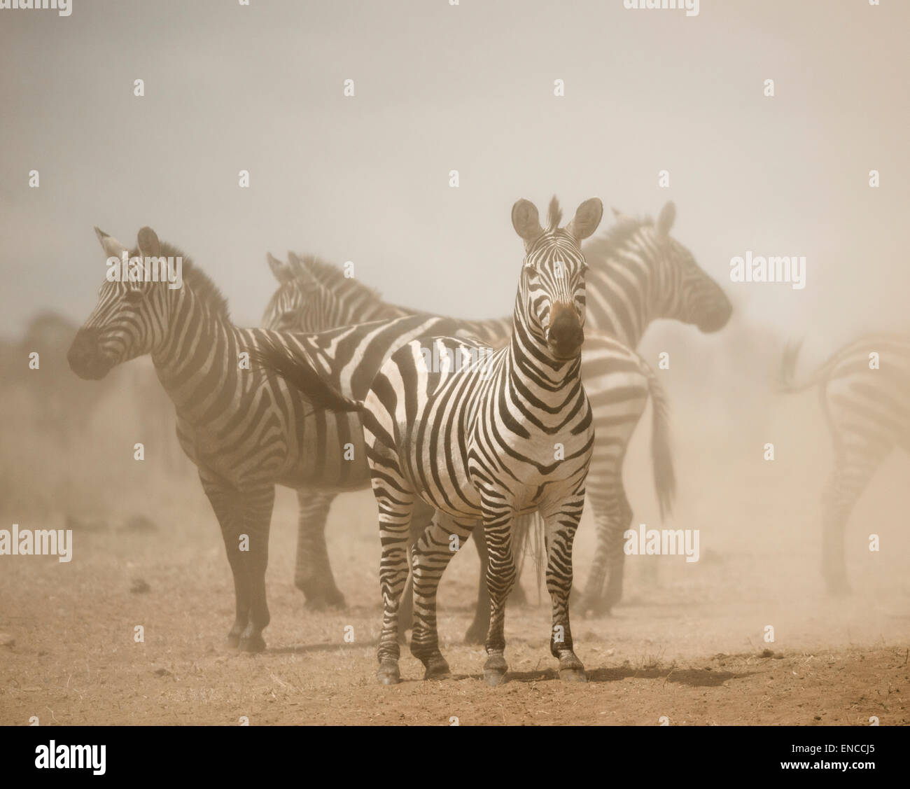 Zebra stehend in Staub, Serengeti, Tansania, Afrika Stockfoto