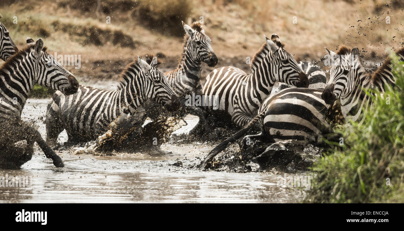 Zebras im Galopp in einen Fluss, Serengeti, Tansania, Afrika Stockfoto