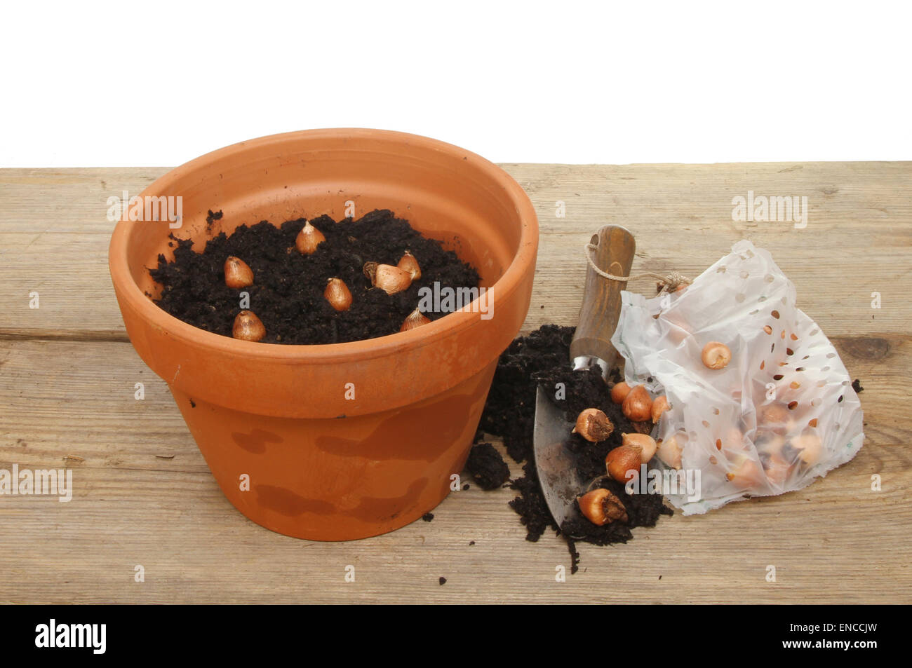 Terrakotta-Pflanztopf mit Kompost, Kelle und Zwiebeln auf einem Pottingbank Stockfoto