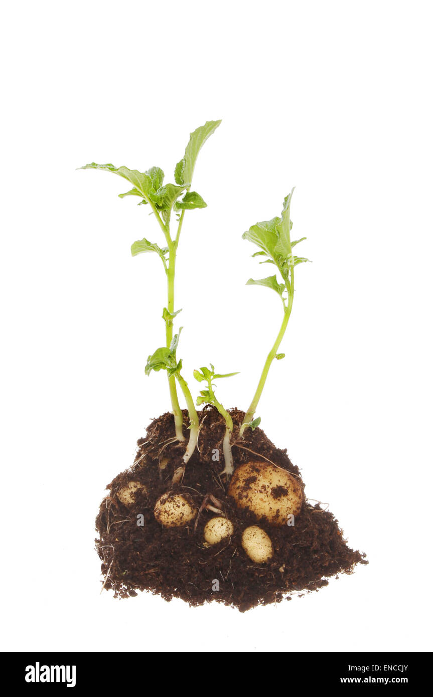Kartoffelpflanze, Blätter und Knollen in einem Hügel aus Erde isoliert gegen weiß Stockfoto