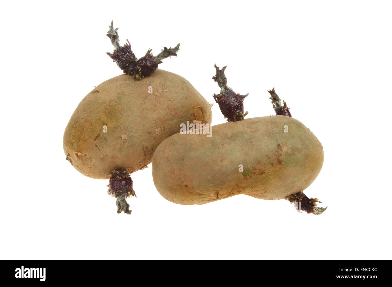 Zwei Chitted Pflanzkartoffeln isoliert gegen weiß Stockfoto