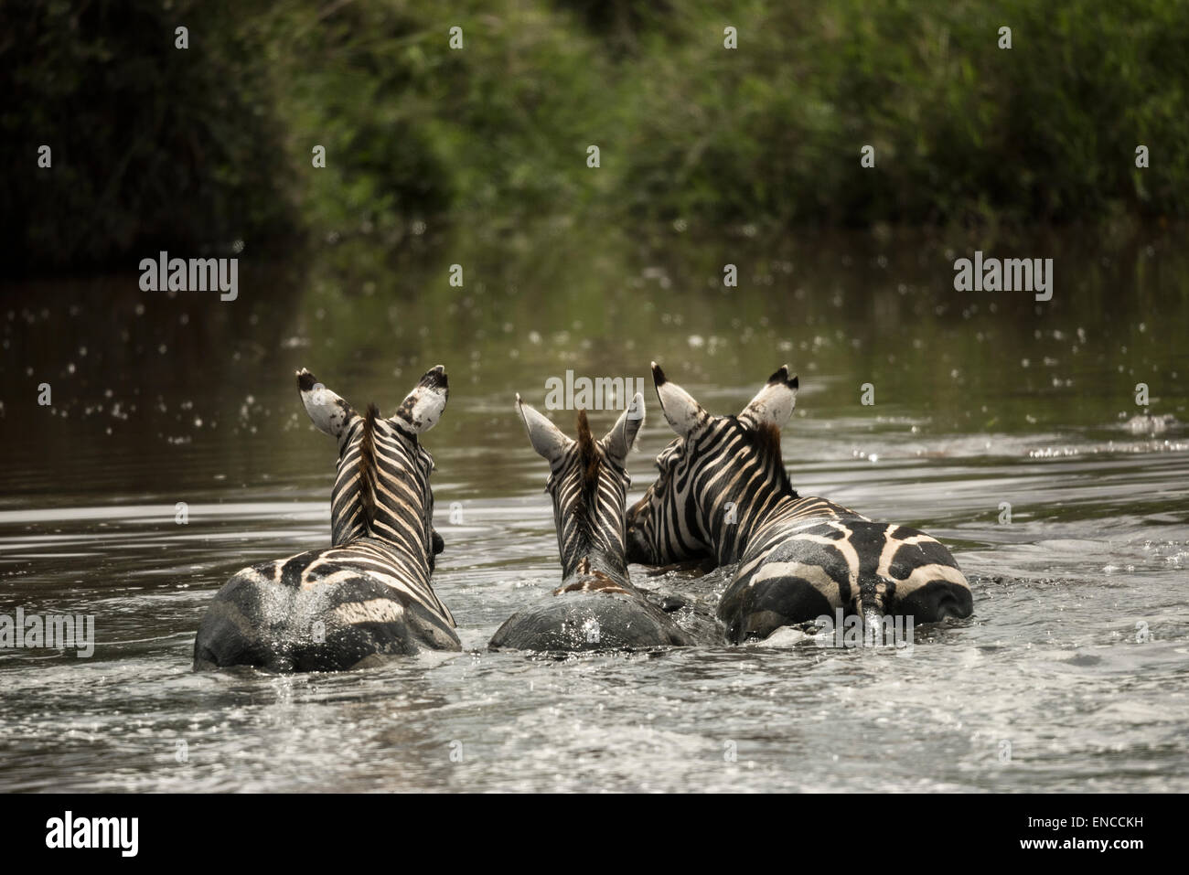Zebras ruht in einem Fluss, Serengeti, Tansania, Afrika Stockfoto