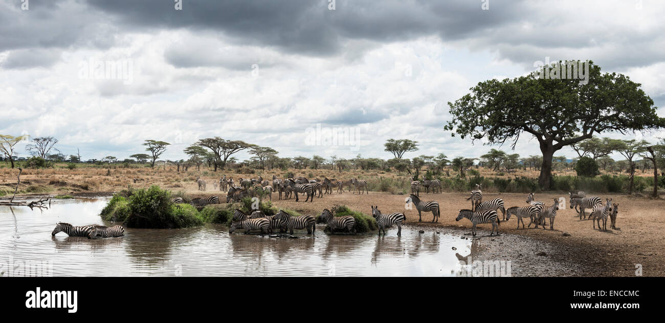 Herde von Zebras, die von einem Fluss, Serengeti, Tansania, Afrika Stockfoto