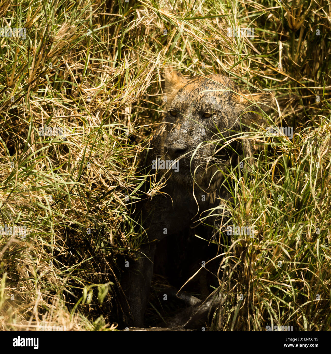 Schmutzige Löwin, die versteckt in den Busch, Serengeti, Tansania, Afrika Stockfoto