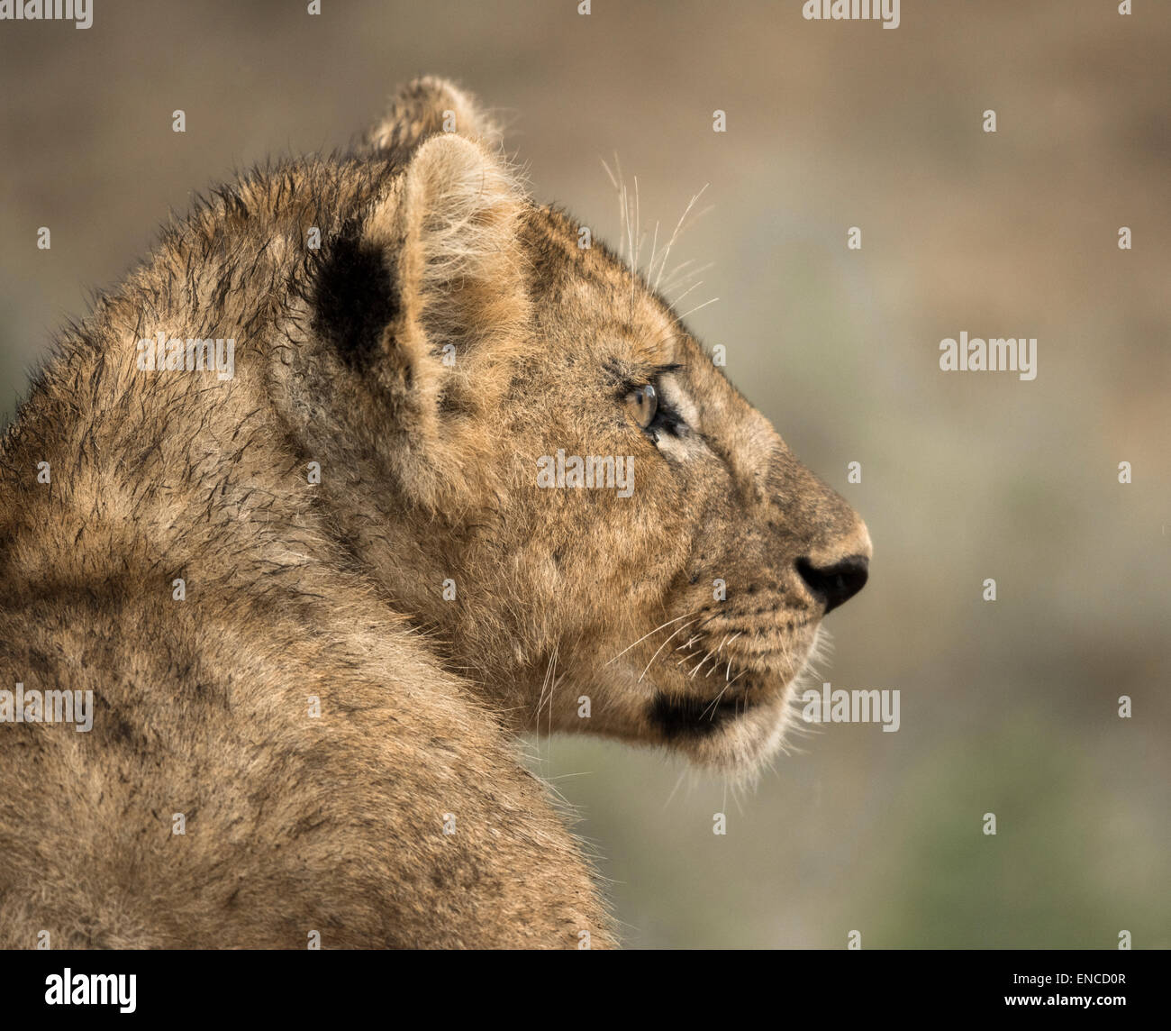 Nahaufnahme eines jungen Löwen, Serengeti, Tansania, Afrika Stockfoto