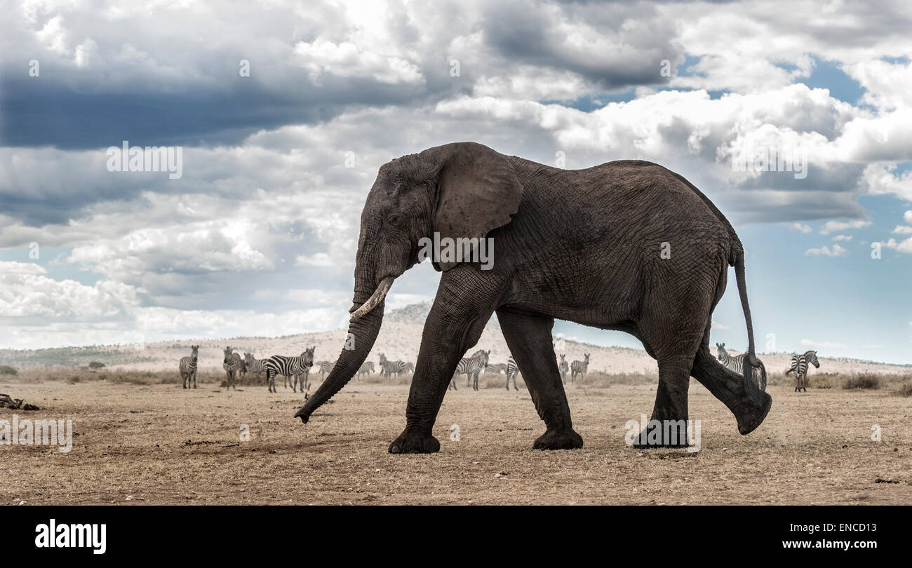 Elefanten zu Fuß Stockfoto