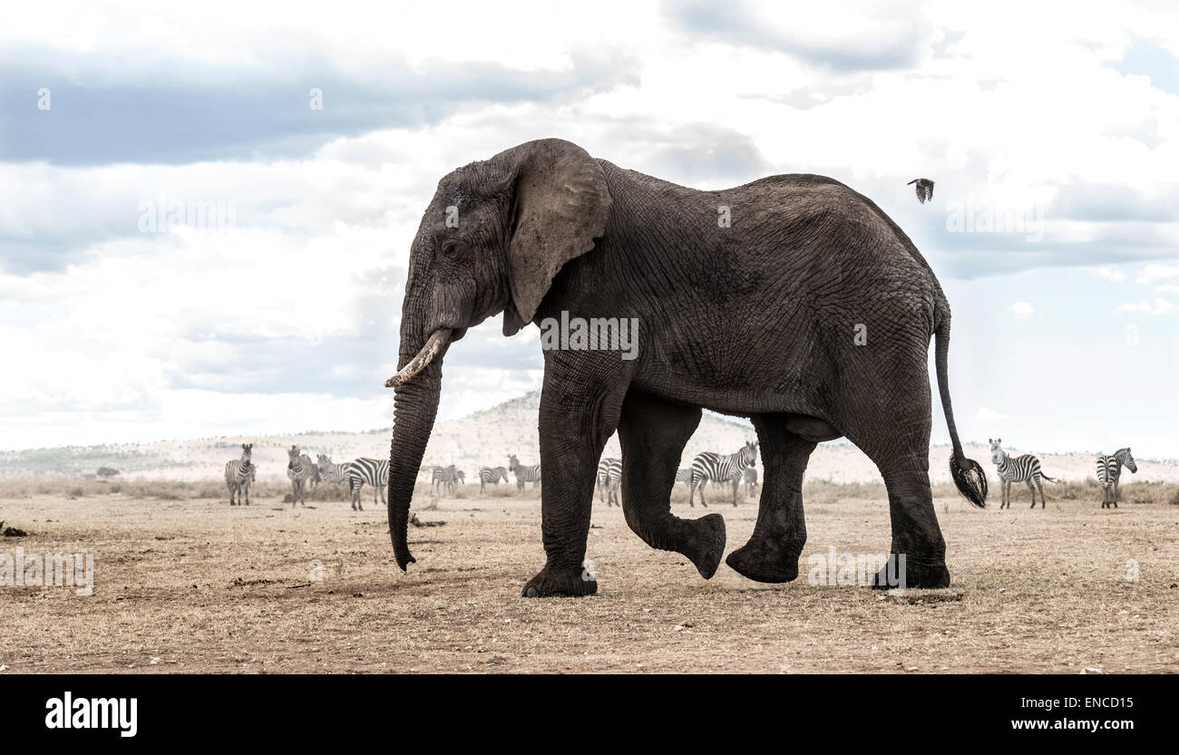 Elefanten spazieren, Serengeti, Tansania, Afrika Stockfoto