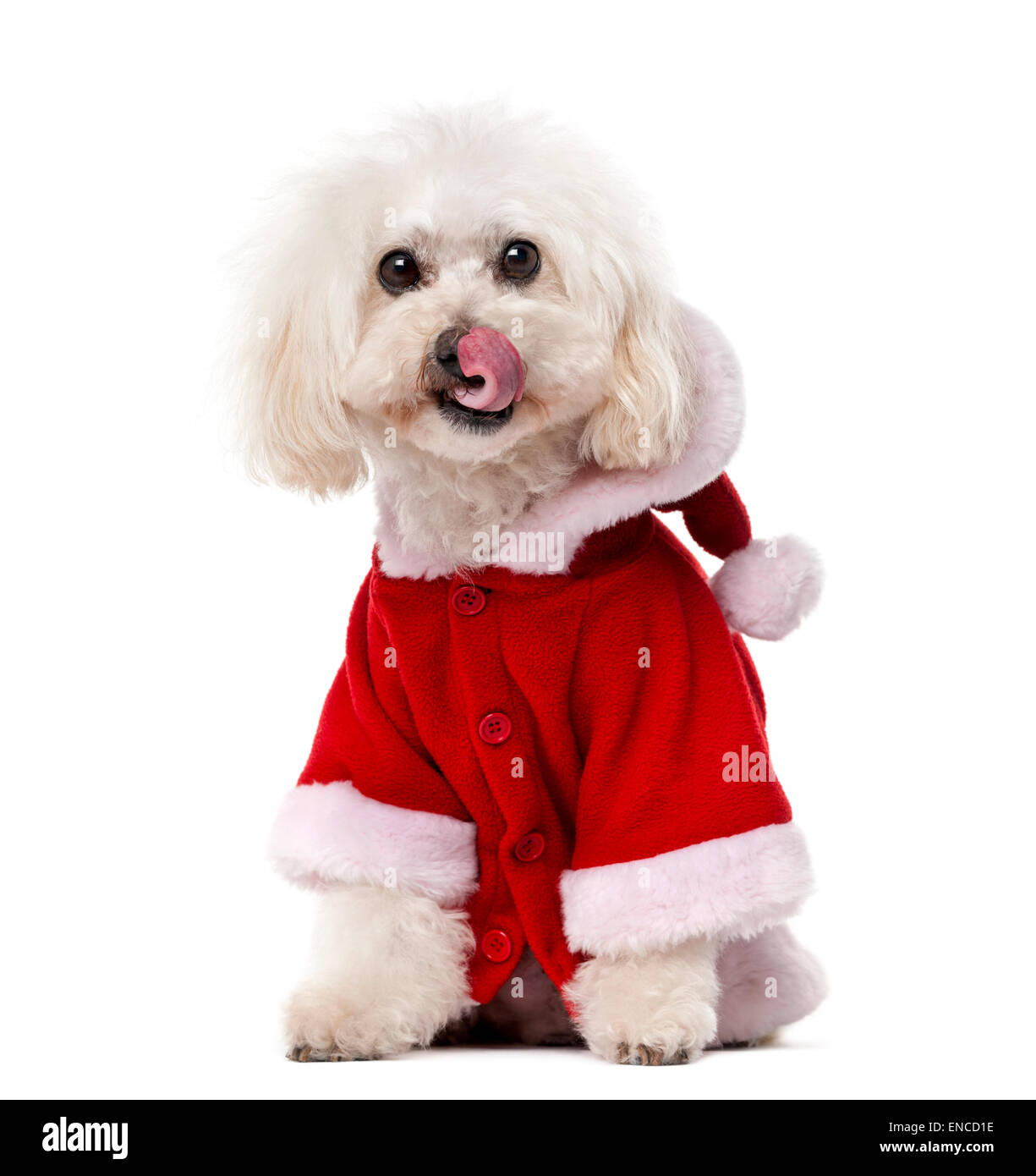 Pudel trägt einen Santa Mantel (11 Jahre alt) vor einem weißen Hintergrund Stockfoto
