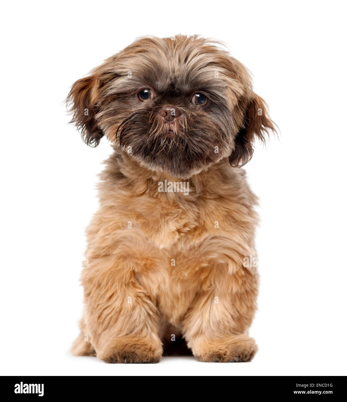 Shih Tzu Welpe 5 Monate Alt Vor Einem Weissen Hintergrund Stockfotografie Alamy