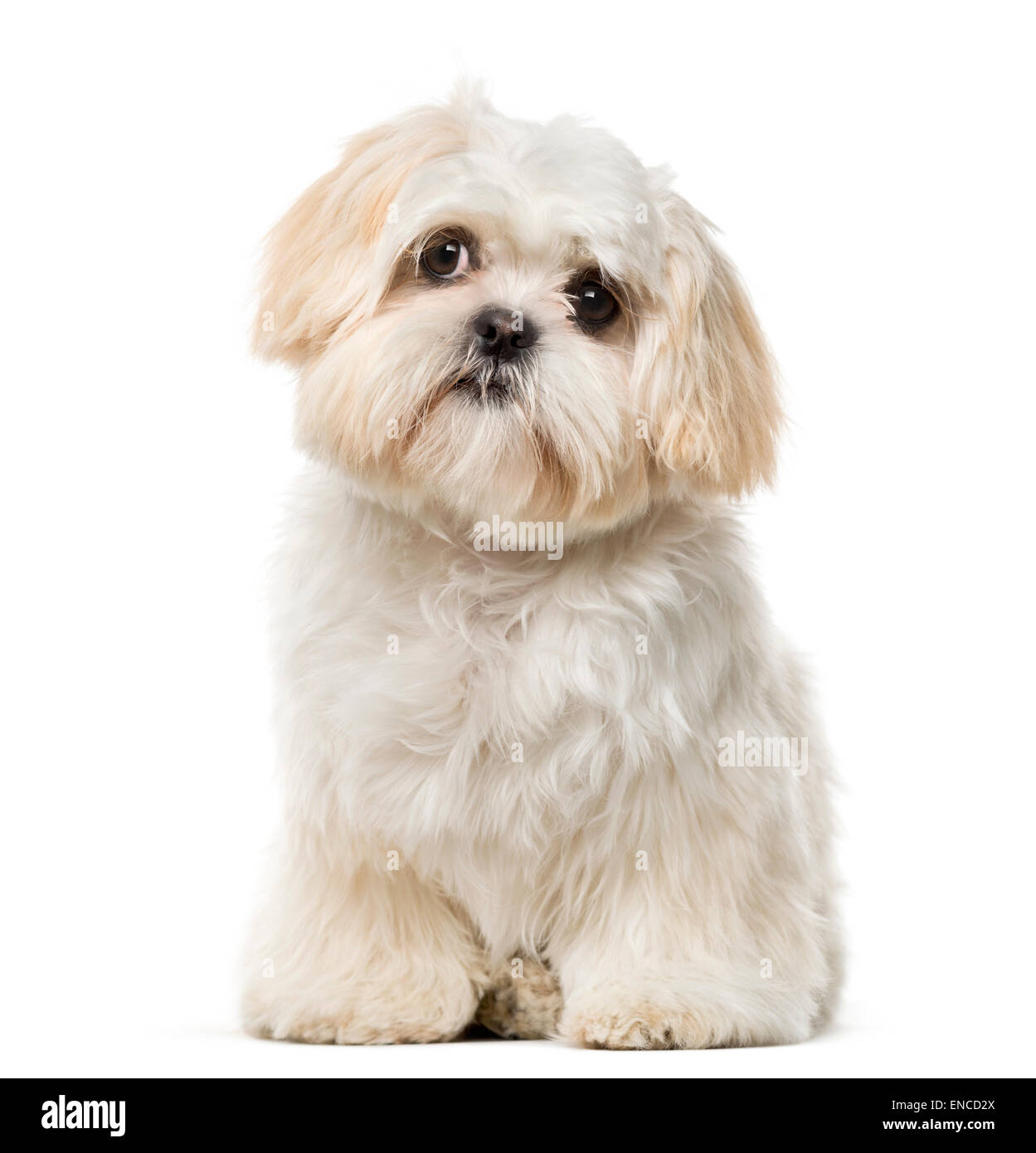 Shih Tzu Welpen 6 Monate Alt Vor Einem Weissen Hintergrund Stockfotografie Alamy