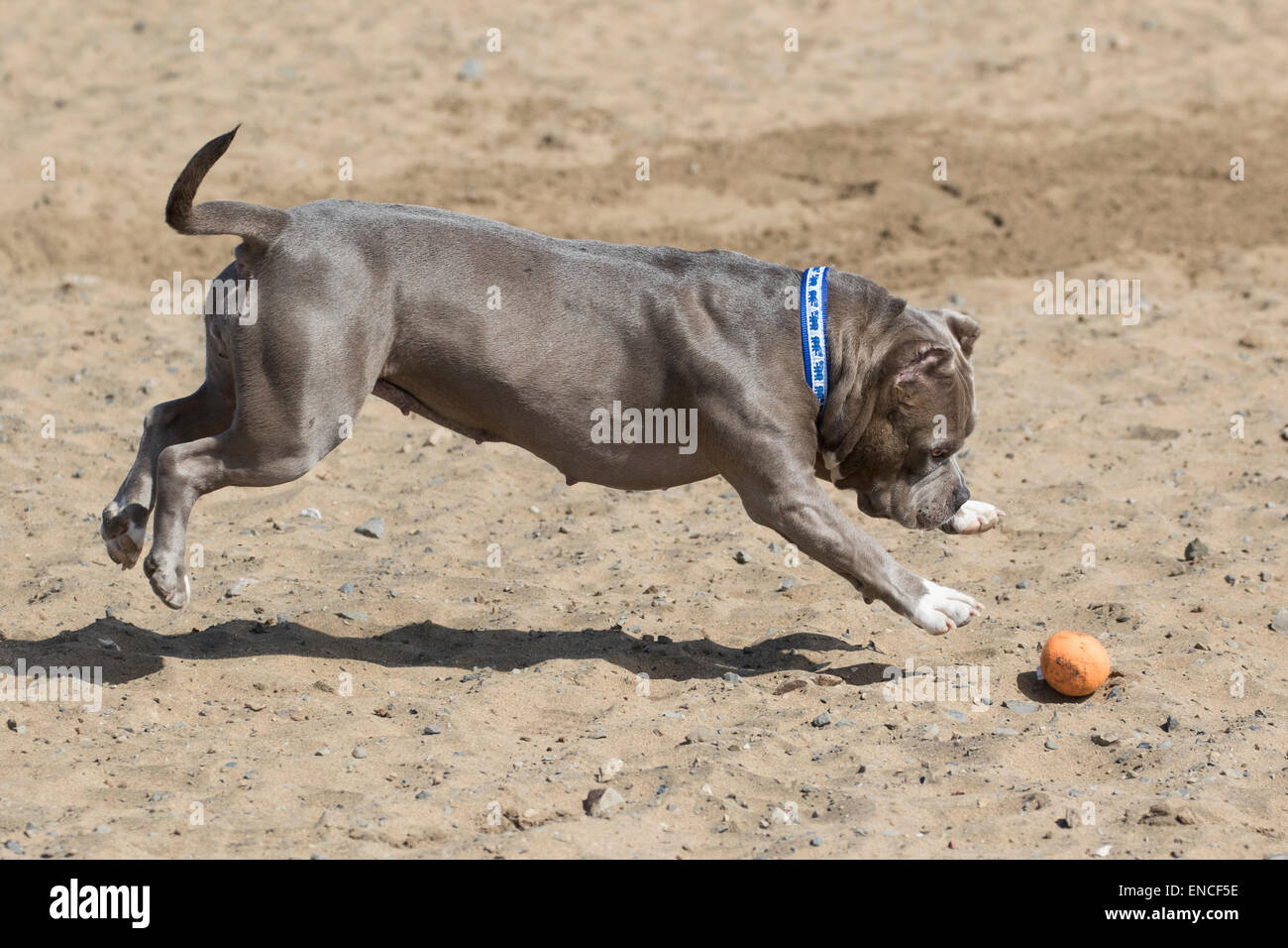 Hund in der Luft springen für ihr Spielzeug Stockfoto