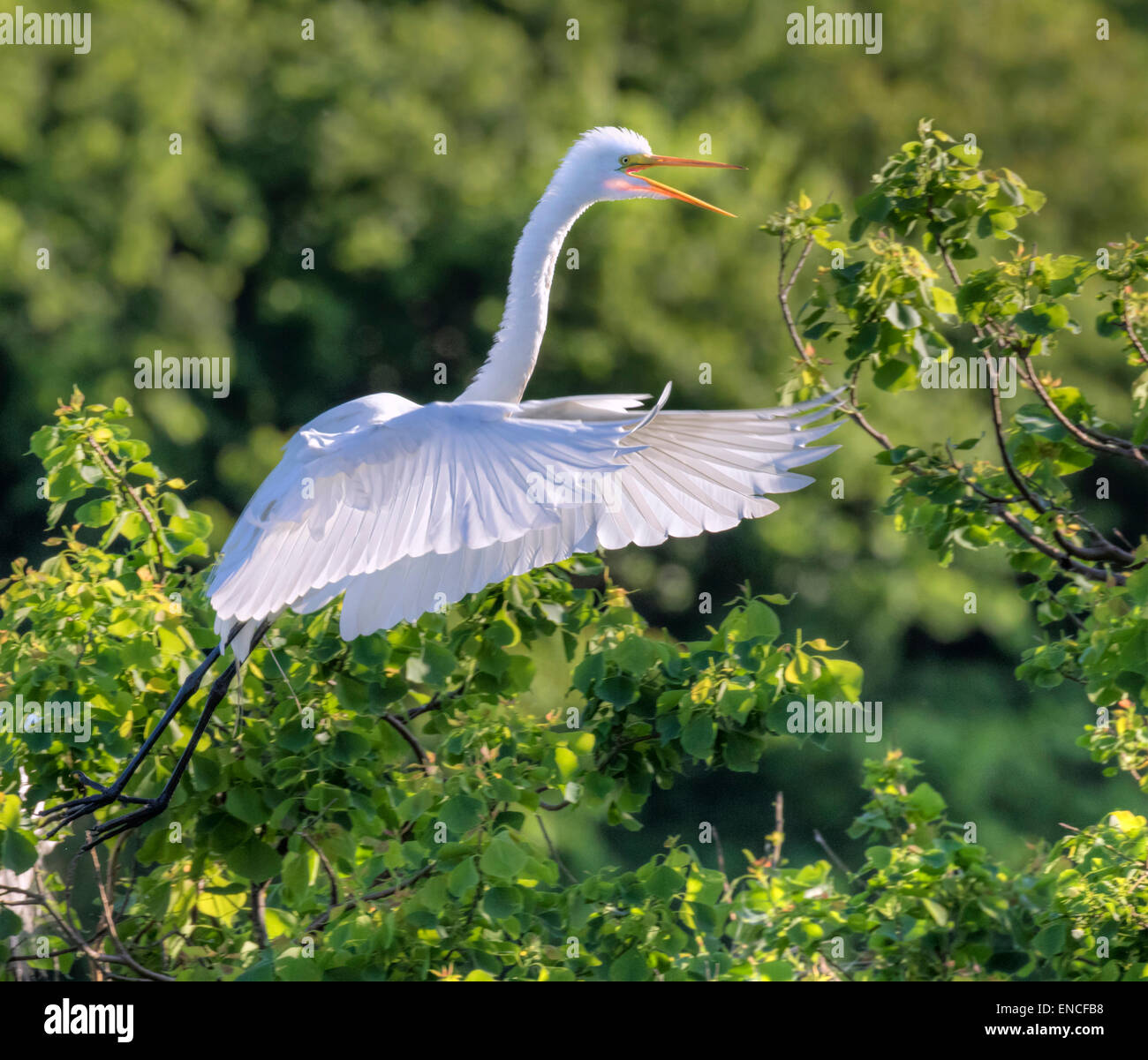 Silberreiher (Ardea Alba) fliegen, High Island, Texas, USA. Stockfoto