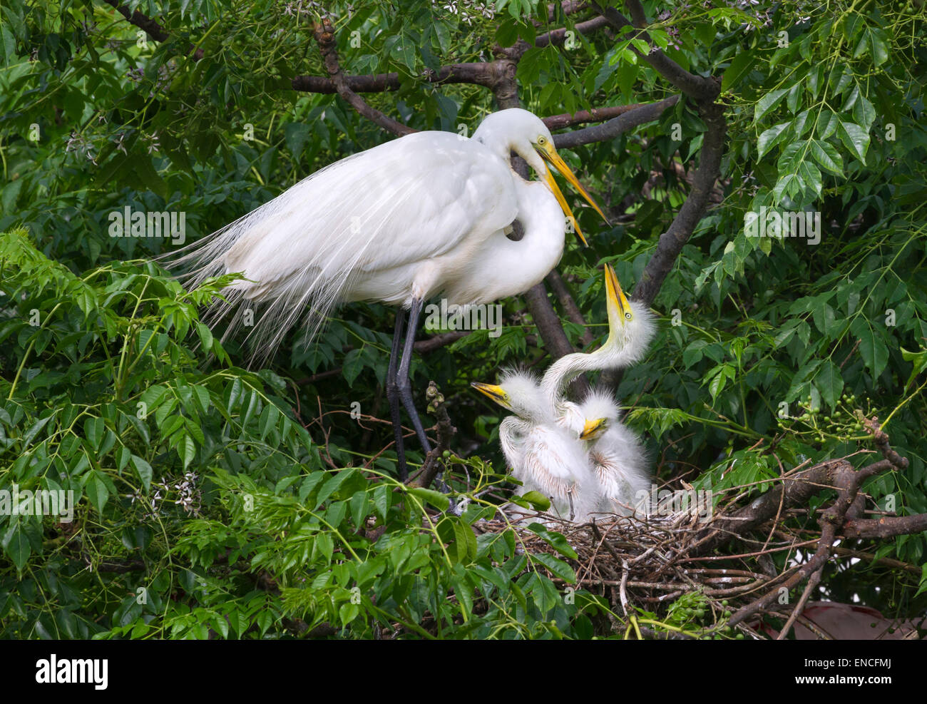 Eine Familie von großen Reiher (Ardea Alba) in einer Kolonie, High Island, Texas, USA Stockfoto