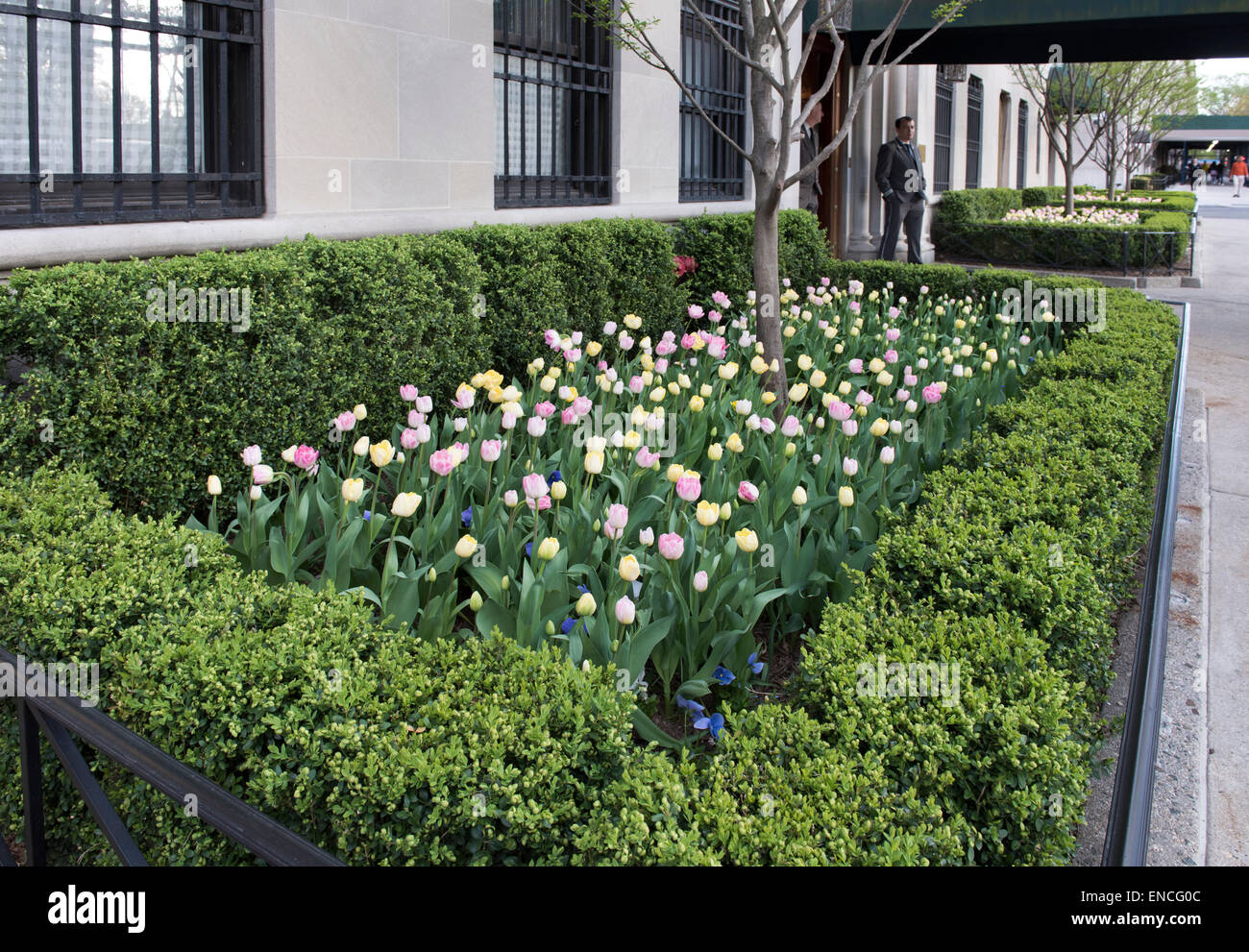 Tulpen außerhalb eines Gebäudes, Portier auf der Fifth Avenue in New York CIty Stockfoto