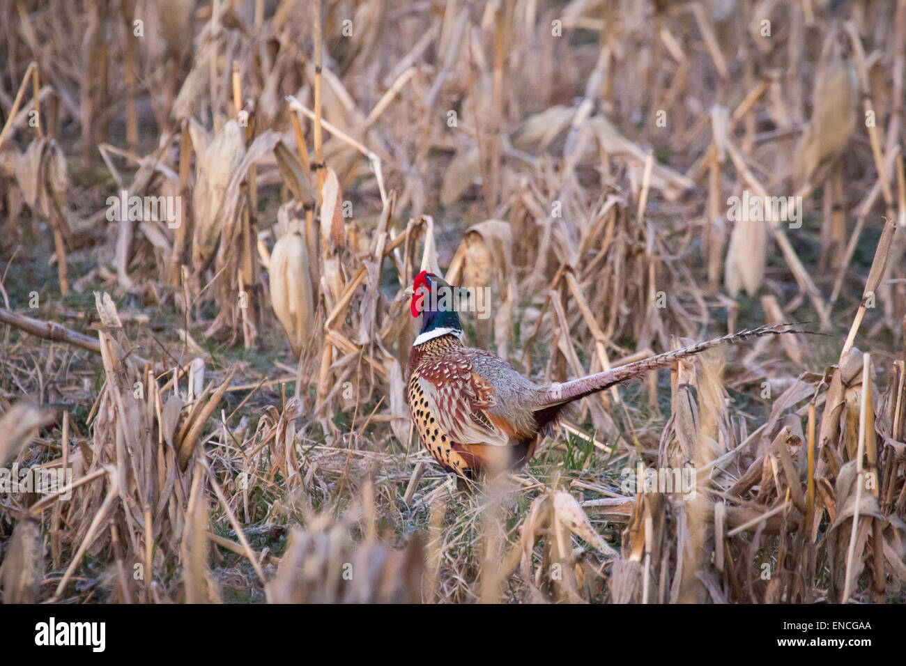 Ein Ring – Necked Fasan Hahn führt durch einen Schnitt Maisfeld. Stockfoto