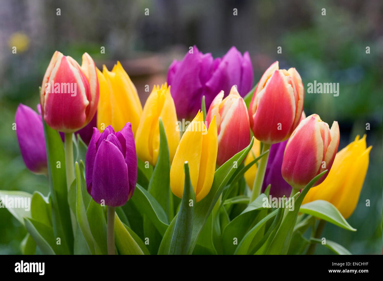 Ein Haufen bunt gemischte Tulpen. Stockfoto