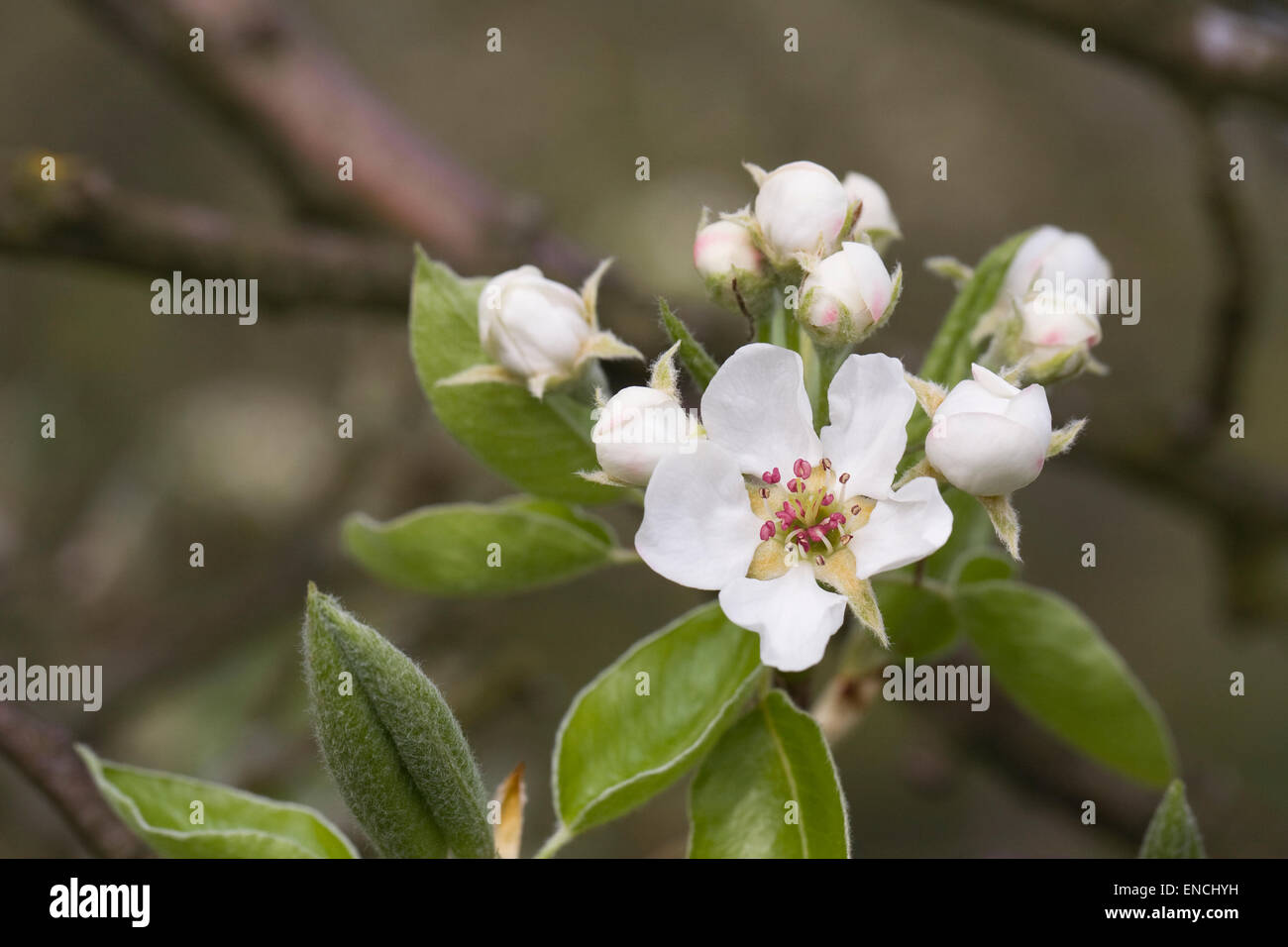 Pyrus Communis 'Jaspidea' Blüte Stockfoto