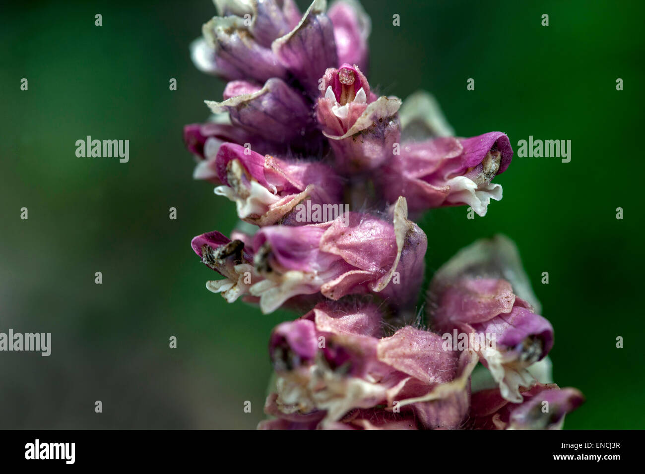 Toothwort, Lathraea squamaria Nahaufblume parasitischer Pflanze Stockfoto