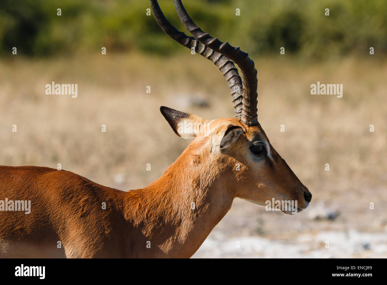 Kopf liebenswert glänzend Impala Botswana, Afrika hautnah. Stockfoto
