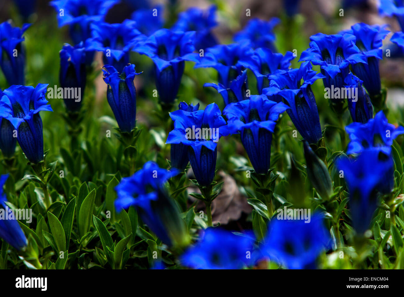 Blau stemless Enzian Rock - Garten, Steingarten Stockfoto