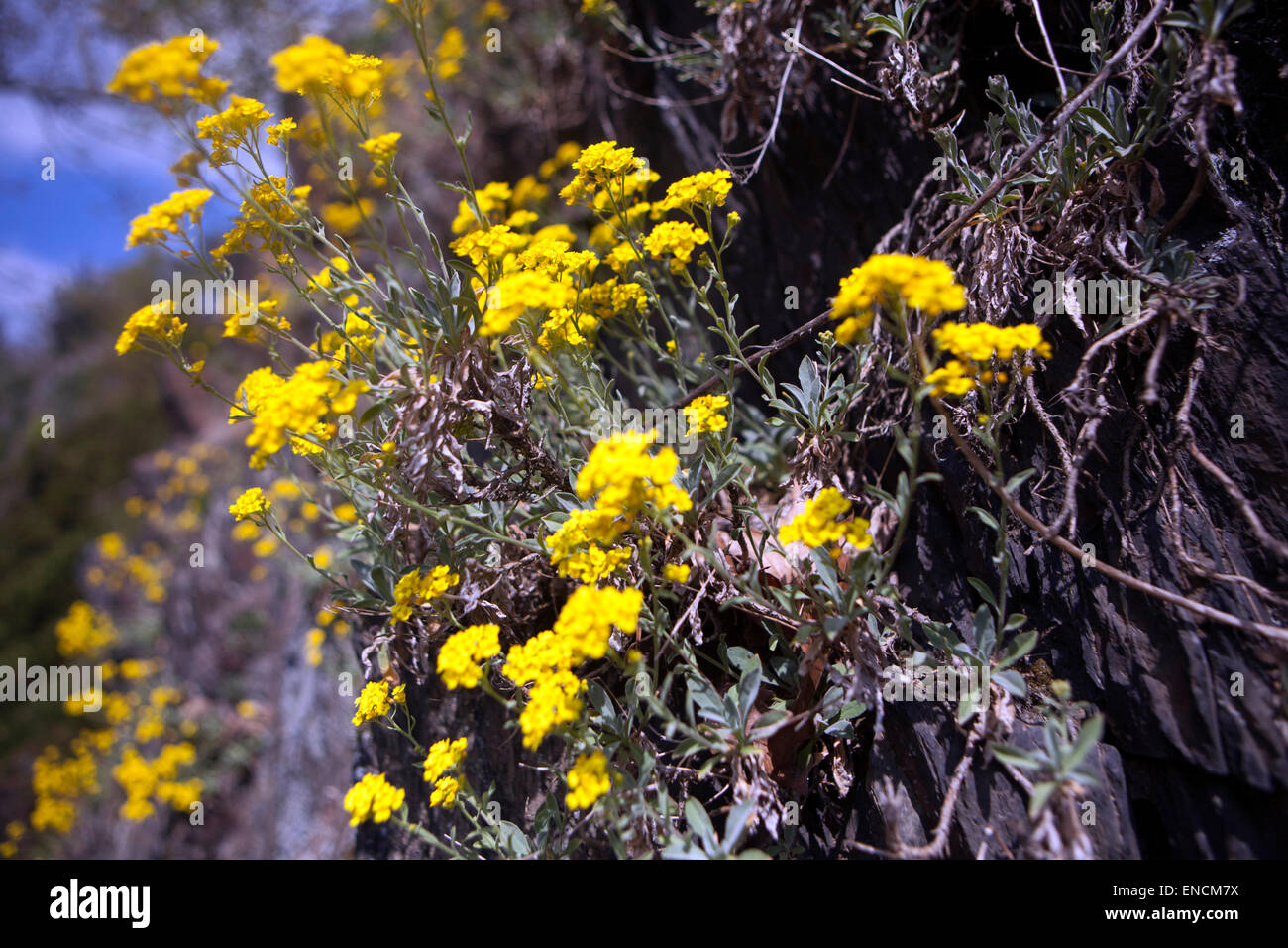 Goldstaub, gelb Aurinia Inselbogens auf Felsen Stockfoto