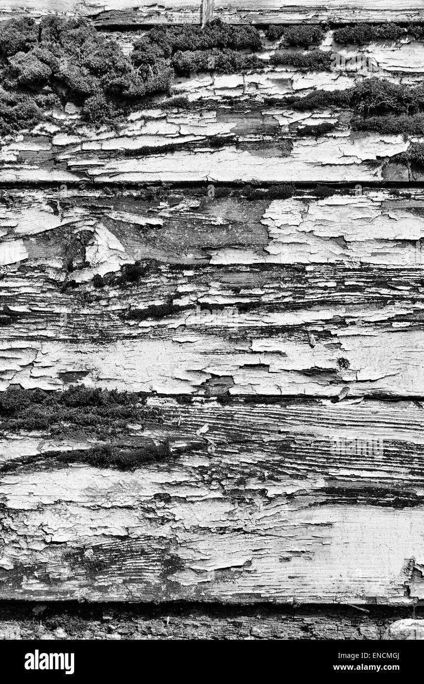 Schwarz / weiß Bild von Moos durch eine alte Holzkonstruktion mit abblätternde und abgenutzte Lackierung Stockfoto