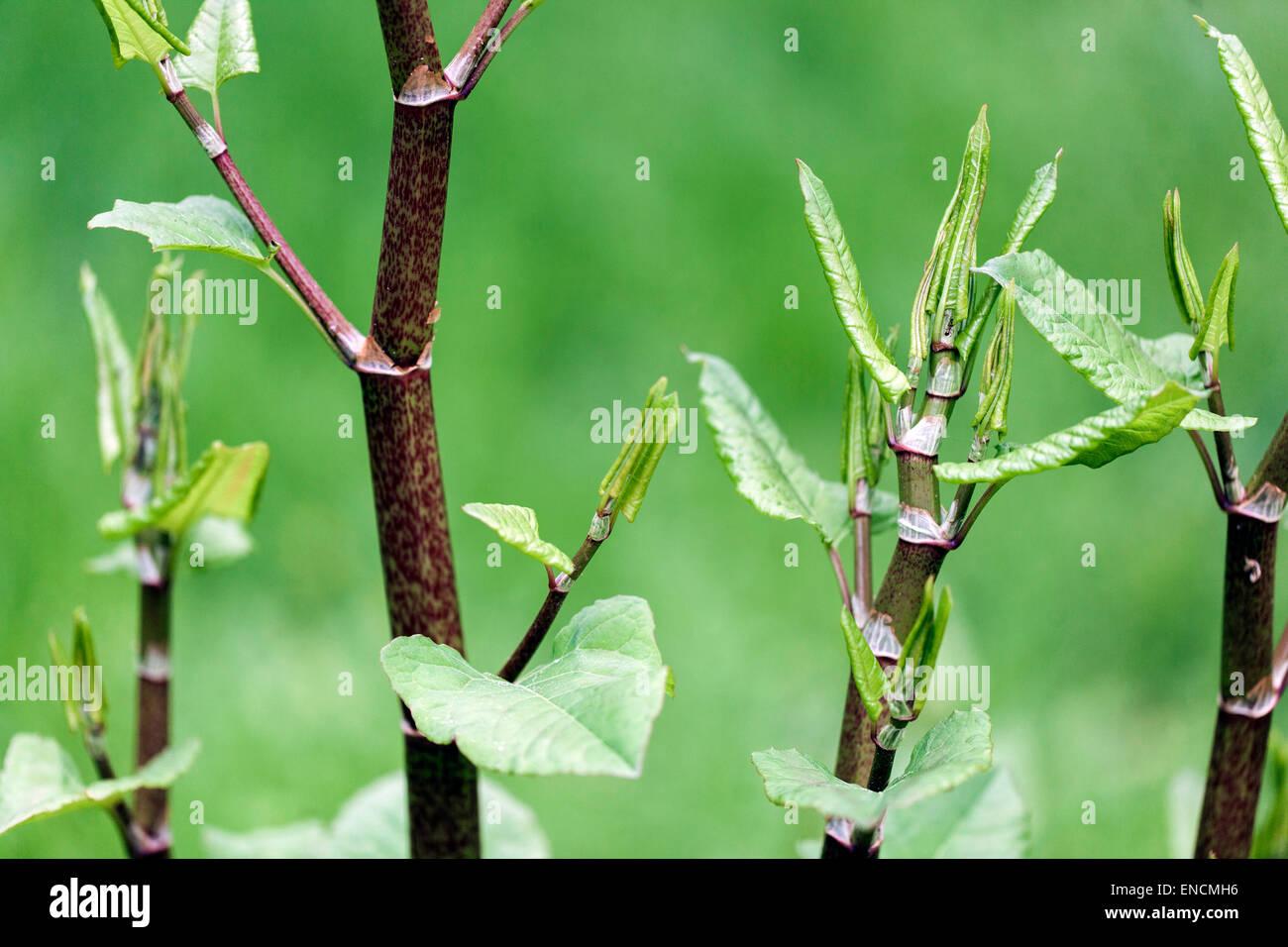 Japanischer Staudenknöterich Fallopia Japonica Reynoutria Japonica, junge Blätter, invasive Pflanze Stockfoto