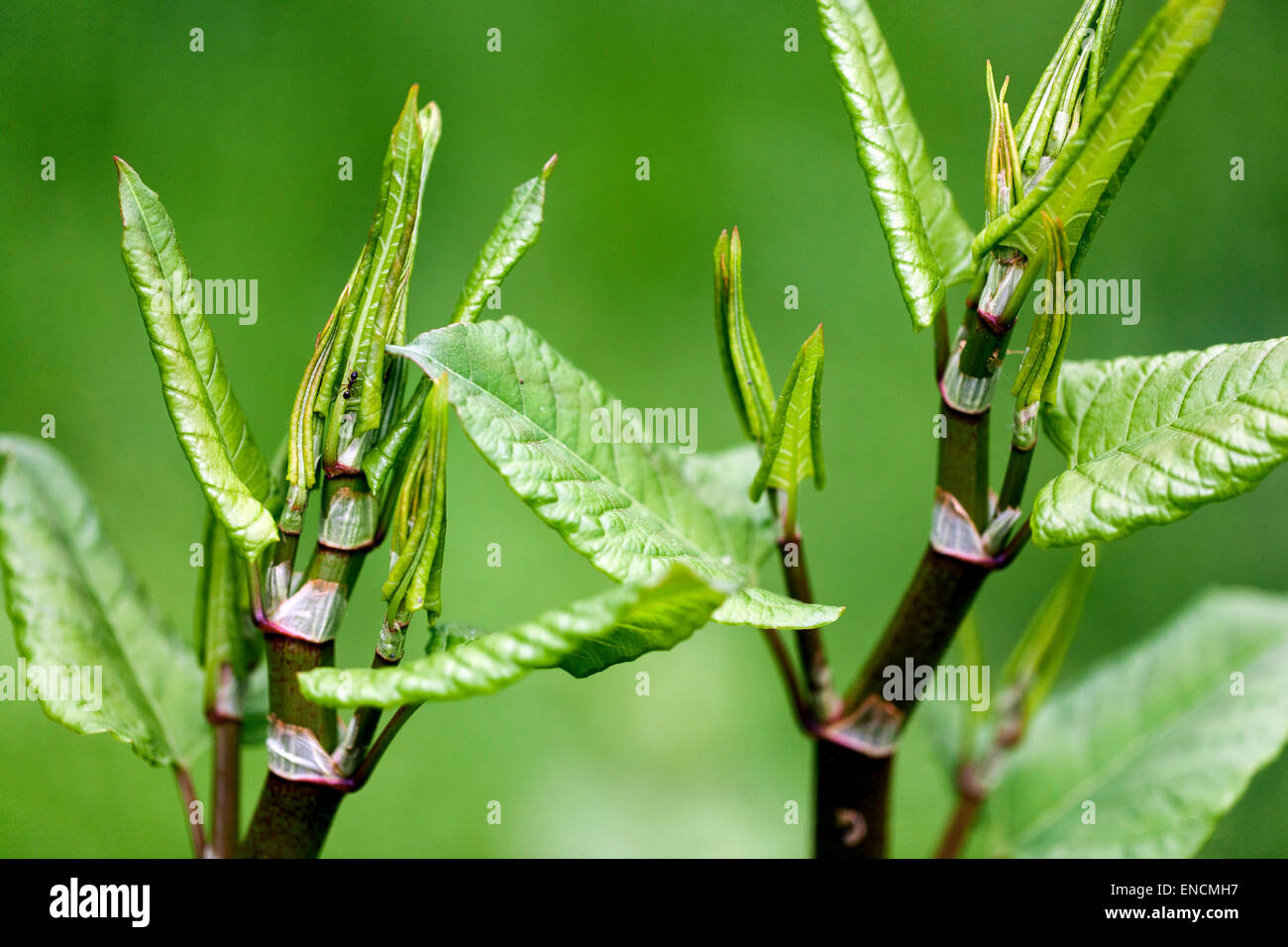 Japanischer Staudenknöterich Fallopia Japonica Reynoutria Japonica, junge Blätter, invasive Pflanze Stockfoto