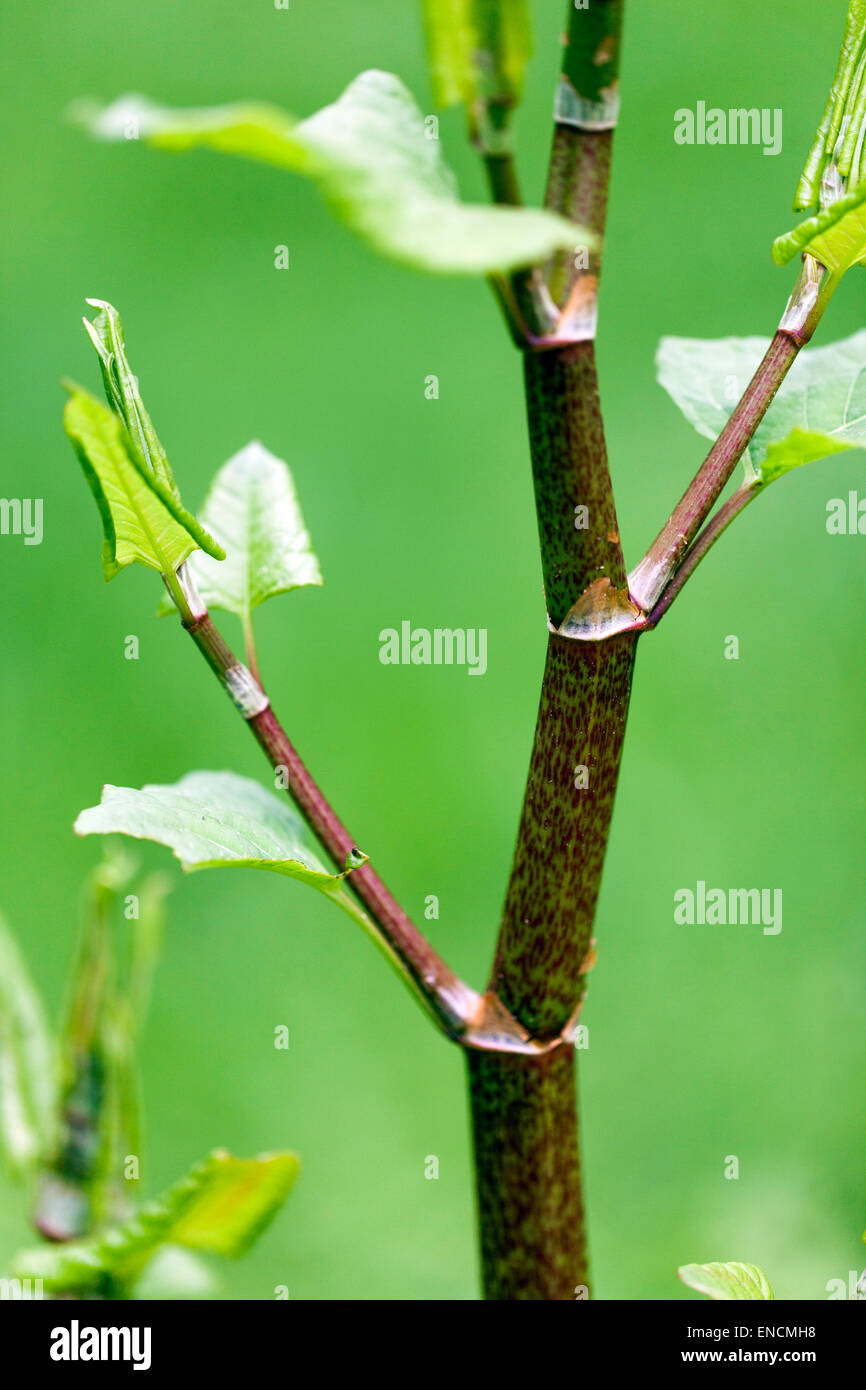 Japanischer Staudenknöterich Fallopia Japonica Reynoutria Japonica, junge Blätter, invasive Pflanze Stockfoto