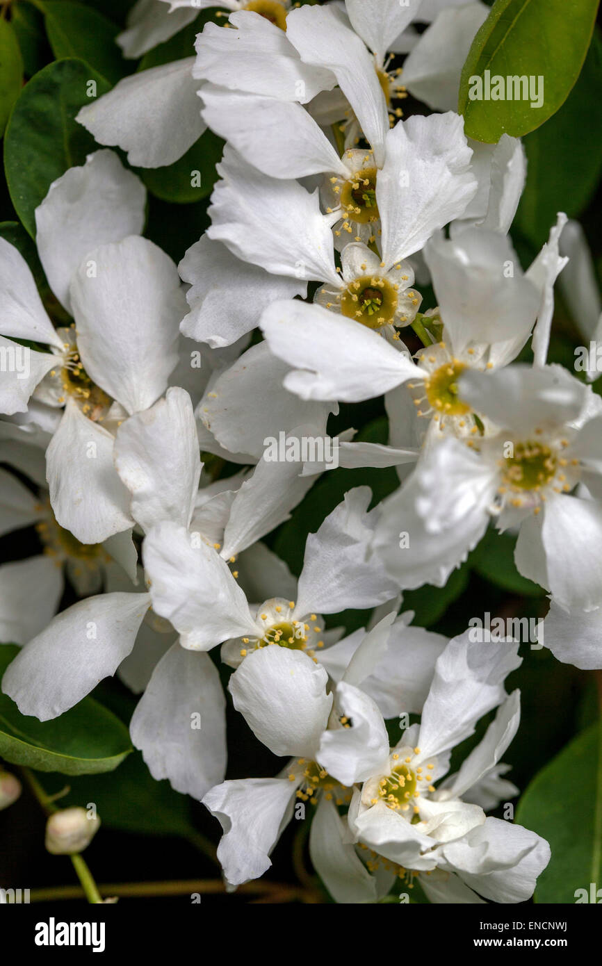Perlenbusch, Perlenbusch, weiße Exochorda albertii-Blumen Stockfoto