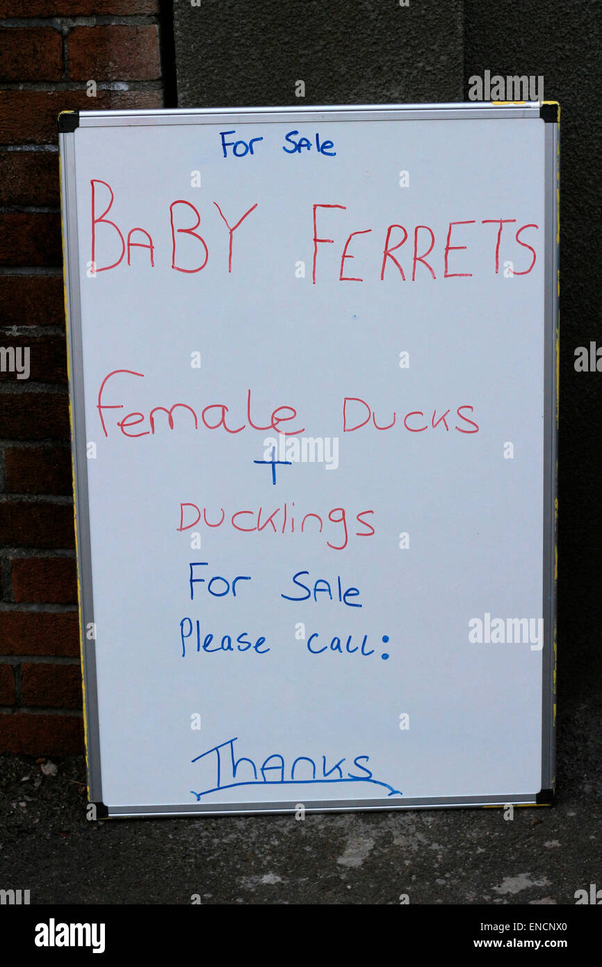 23. Juli 2014, handgeschriebene Zeichen für Baby Frettchen und weibliche Enten zu verkaufen in einem Yard Sale Preis entfernt Stockfoto